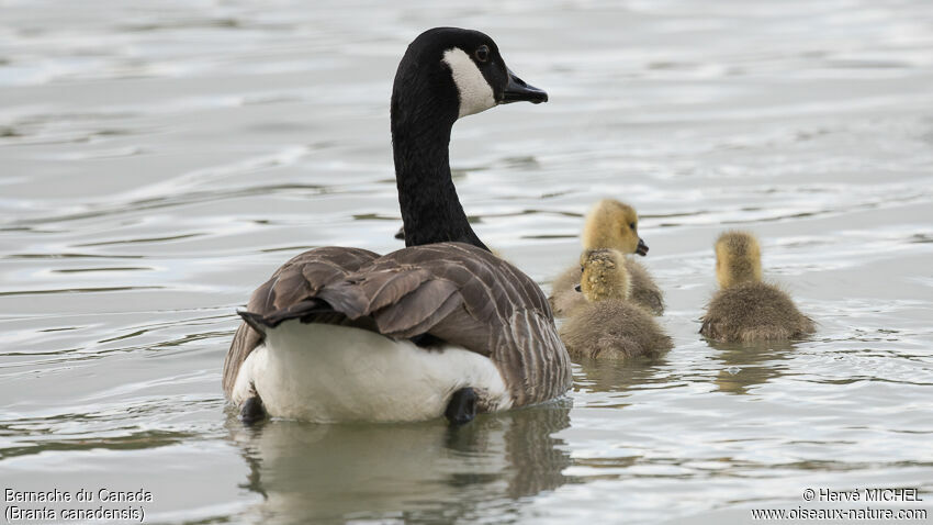 Canada Goose