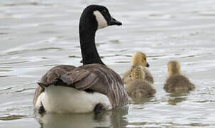 Canada Goose