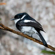 Ward's Flycatcher