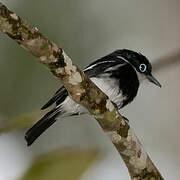 Ward's Flycatcher