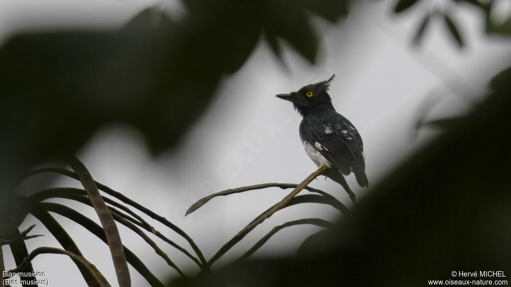 Black-and-white Shrike-flycatcher