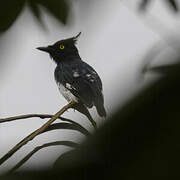 Black-and-white Shrike-flycatcher