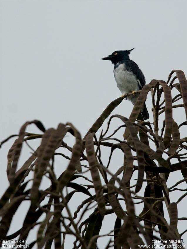 Black-and-white Shrike-flycatcher