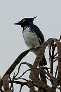 Black-and-white Shrike-flycatcher