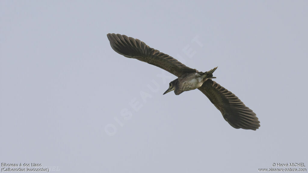 White-backed Night HeronFirst year