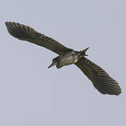 White-backed Night Heron