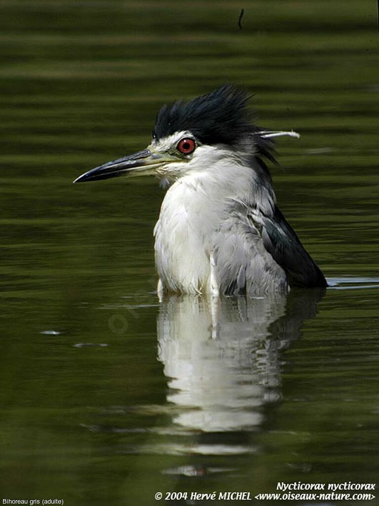 Black-crowned Night Heron