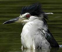 Black-crowned Night Heron