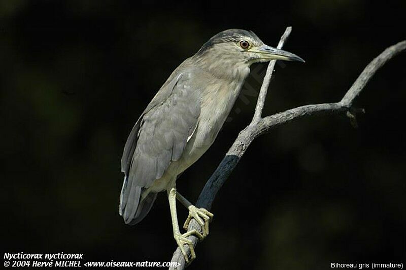 Black-crowned Night Heron