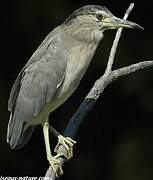 Black-crowned Night Heron