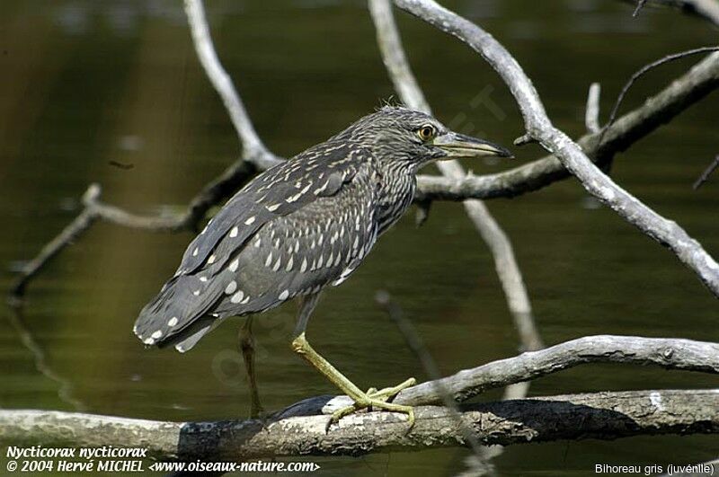 Black-crowned Night Heron