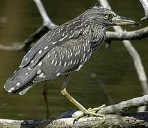 Black-crowned Night Heron