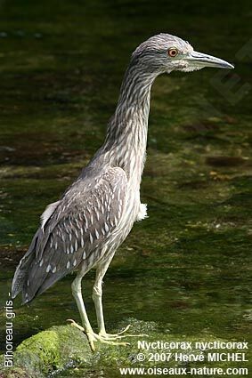 Black-crowned Night HeronFirst year