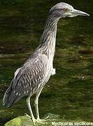 Black-crowned Night Heron