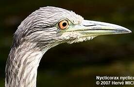 Black-crowned Night Heron