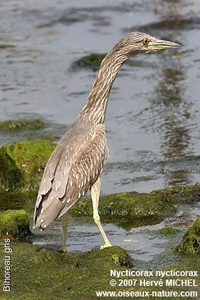 Black-crowned Night HeronFirst year