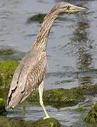 Black-crowned Night Heron