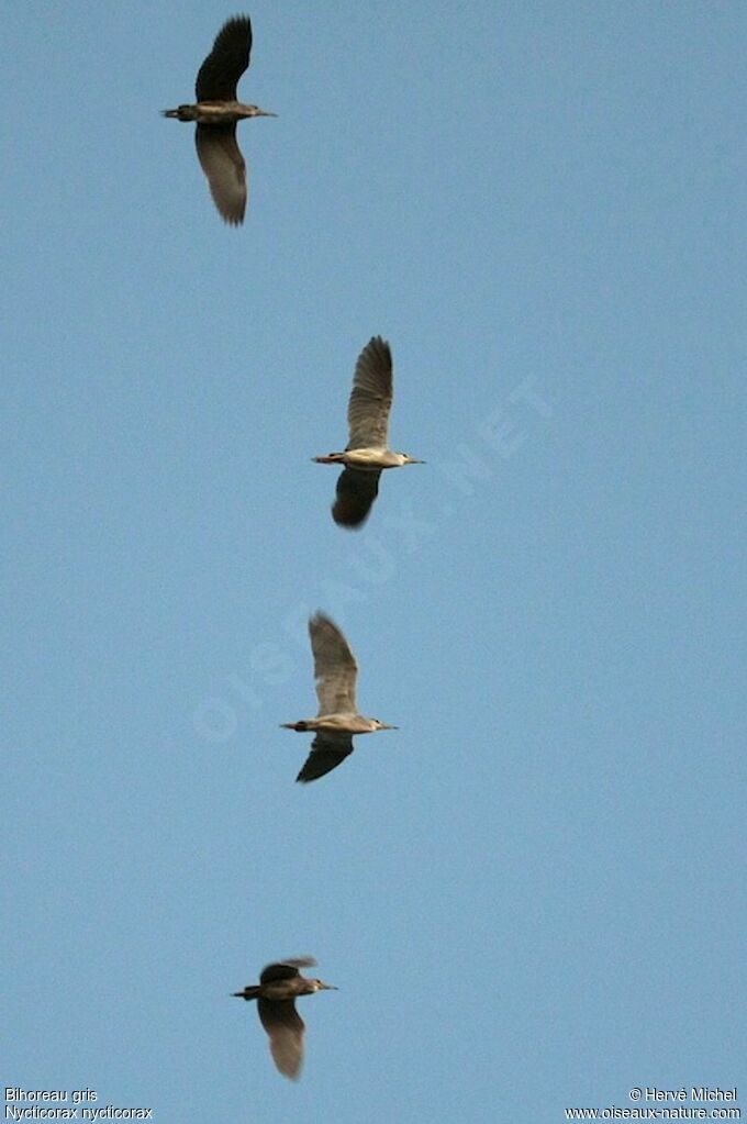 Black-crowned Night Heron