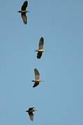 Black-crowned Night Heron