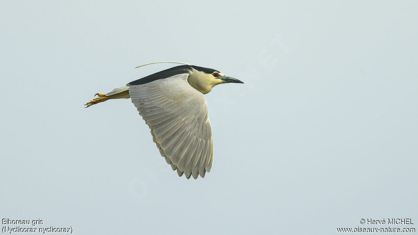 Black-crowned Night Heronadult breeding