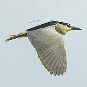 Black-crowned Night Heron