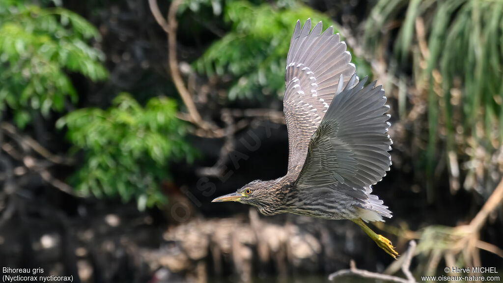 Black-crowned Night Heronimmature