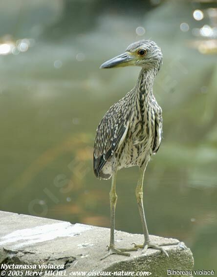 Yellow-crowned Night Heron