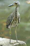 Yellow-crowned Night Heron