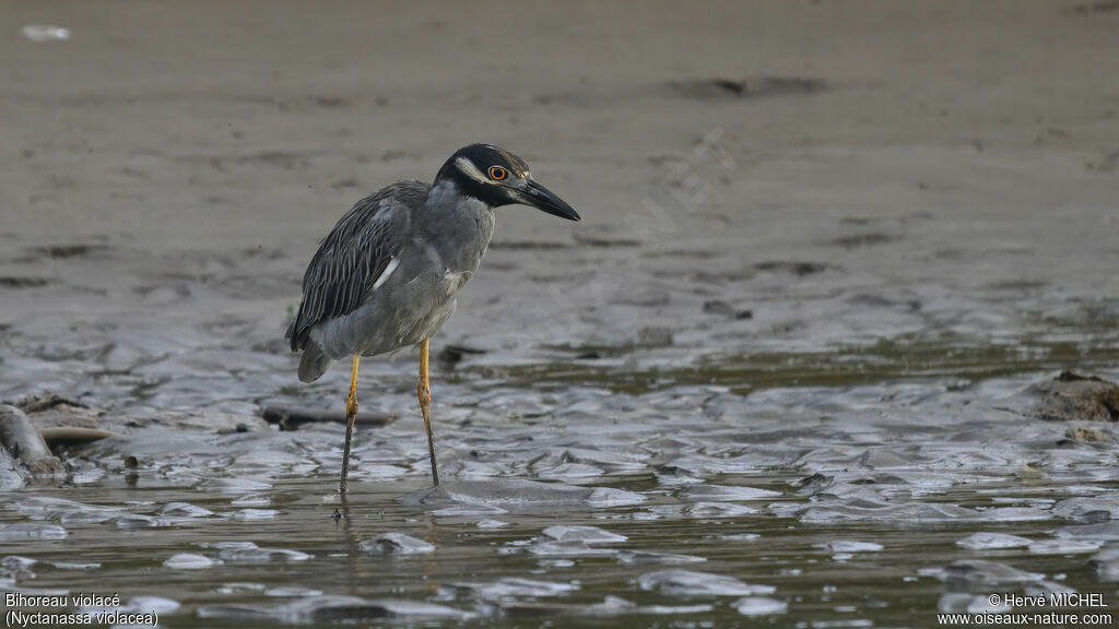 Yellow-crowned Night Heronadult