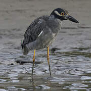 Yellow-crowned Night Heron