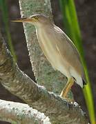 Yellow Bittern