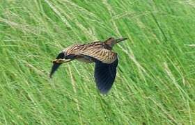 Yellow Bittern