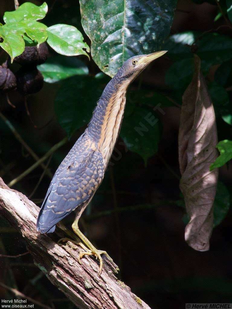 Dwarf Bitternjuvenile, identification