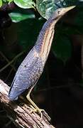 Dwarf Bittern