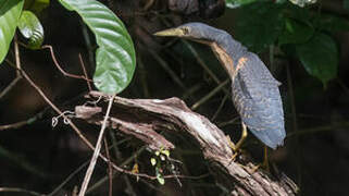 Dwarf Bittern