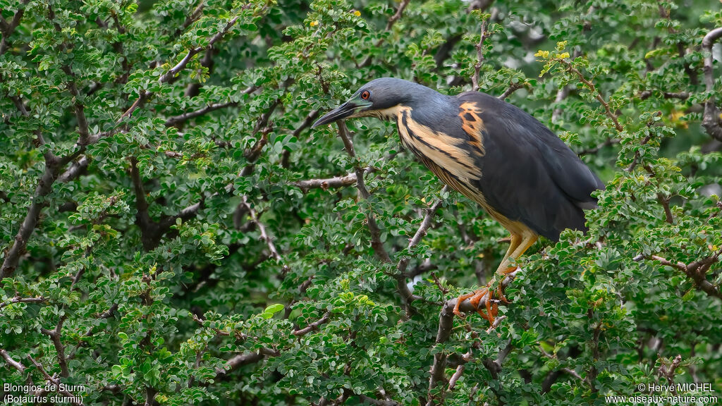 Blongios de Sturmadulte