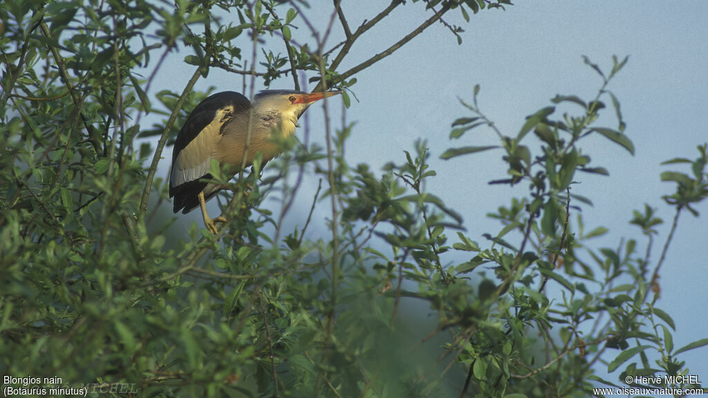 Little Bittern