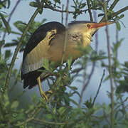 Little Bittern