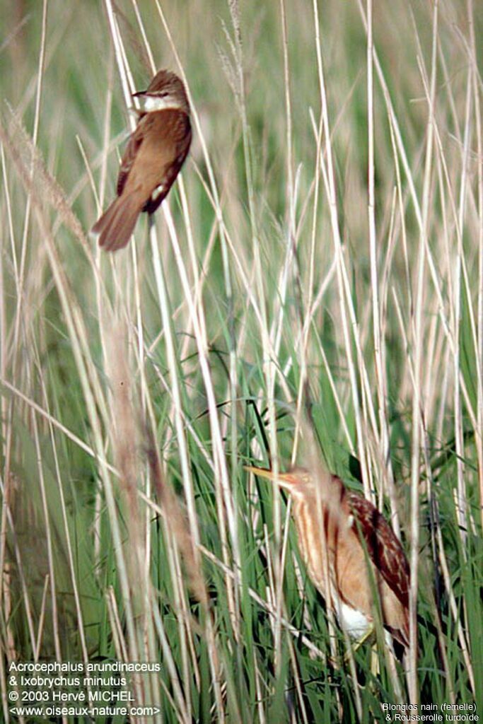 Little Bittern