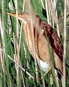 Little Bittern