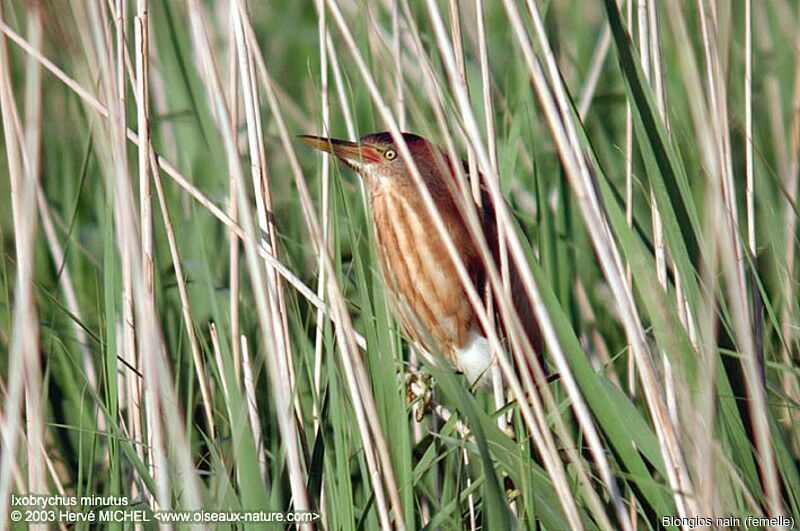 Little Bittern