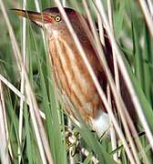 Little Bittern