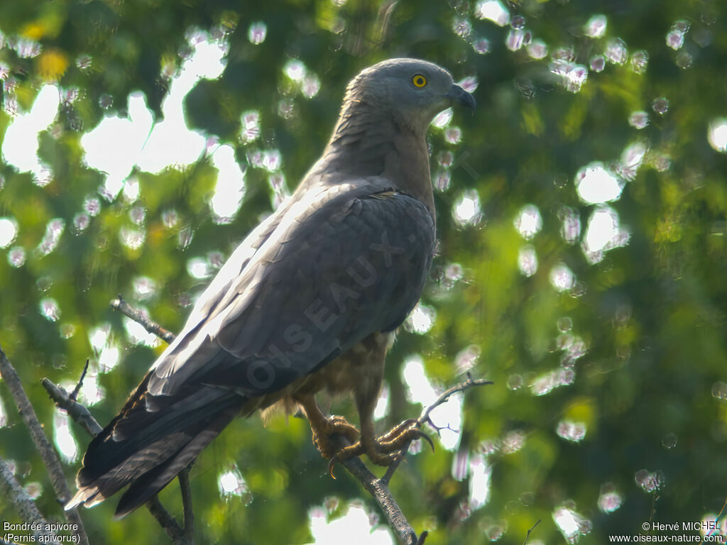 European Honey Buzzard male adult