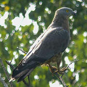 European Honey Buzzard