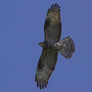 European Honey Buzzard