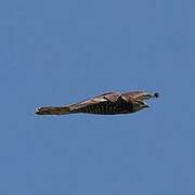 European Honey Buzzard