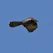 European Honey Buzzard