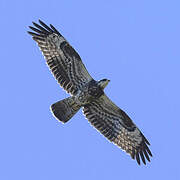 European Honey Buzzard