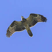 European Honey Buzzard