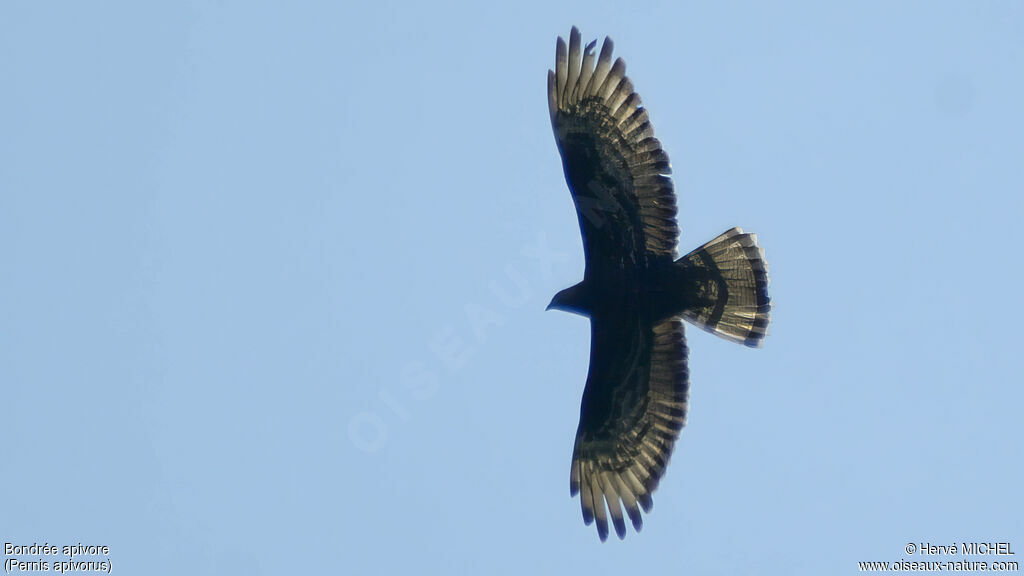 European Honey Buzzard